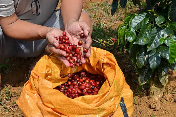 Farmer with a sack of red arabica coffee berries hand picking at coffee plantation in Laos