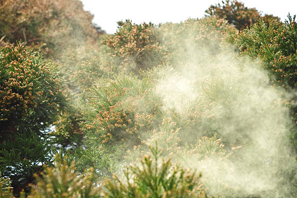 sanbu-sugi cedar - allergy pollen tree hay fever foto e immagini stock