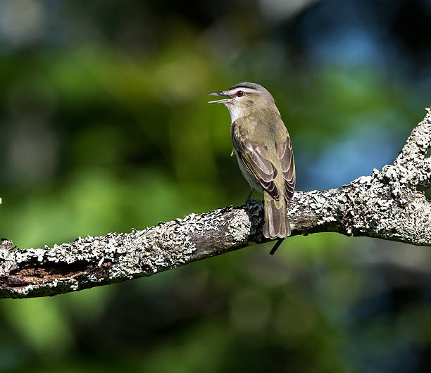 istock Red-Eyed Vireo 489122480