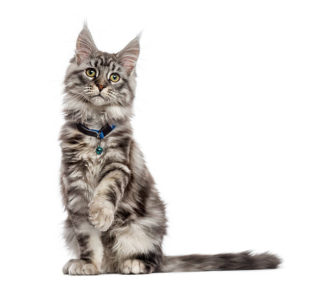 Maine Coon (2 years old) sitting, pawing and looking away Maine Coon (2 years old) sitting, pawing and looking away collar stock pictures, royalty-free photos & images