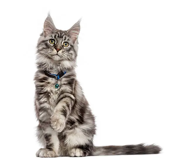 Photo of Maine Coon (2 years old) sitting, pawing and looking away