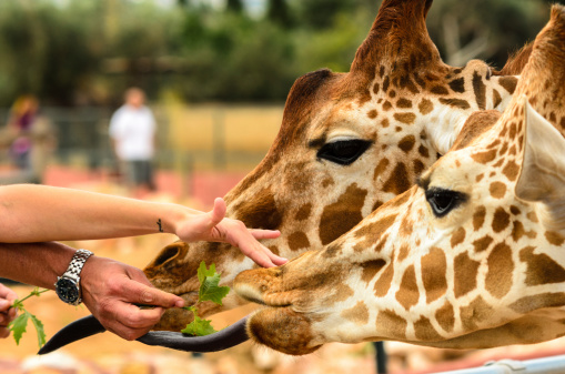 Giraffes Being Feed By a man's and a woman's Hands
