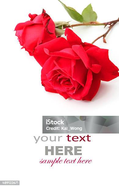 Red Rose Stock Photo - Download Image Now - Anniversary, Beauty In Nature, Blossom