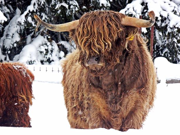 istock scottish highland cattle in winter 489122693