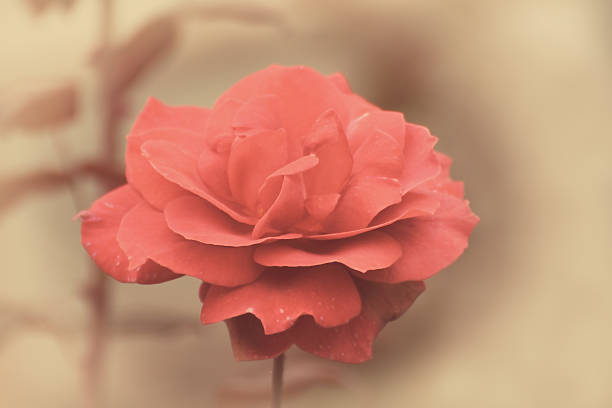 Abstract Rose with Black background