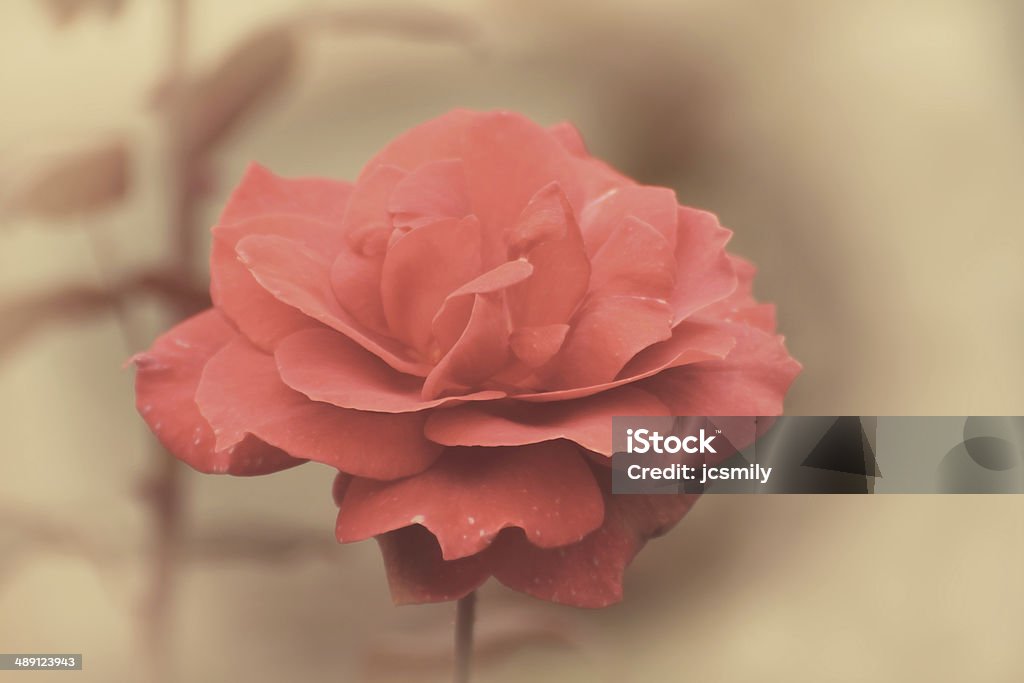 Red  rose in garden with retro effect Abstract Stock Photo