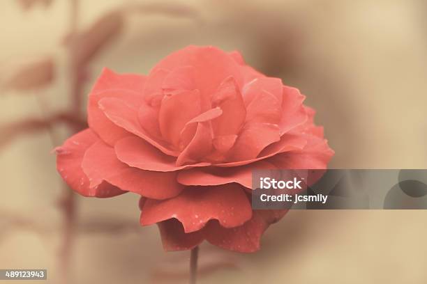 Red Rose In Garden With Retro Effect Stock Photo - Download Image Now - Abstract, Aging Process, Creativity
