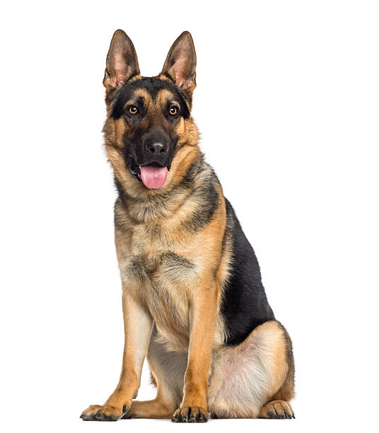 cão pastor alemão cão sentado e ofegante (1 ano de idade) - german shepherd imagens e fotografias de stock