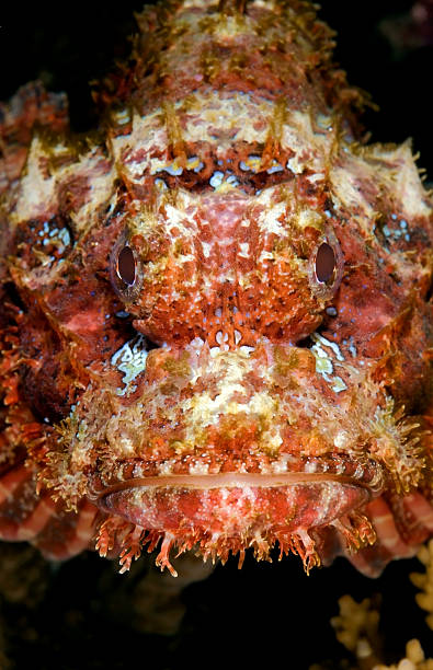 istock SCORPIONFISH/ scorpaenopsis papuensis 489124372
