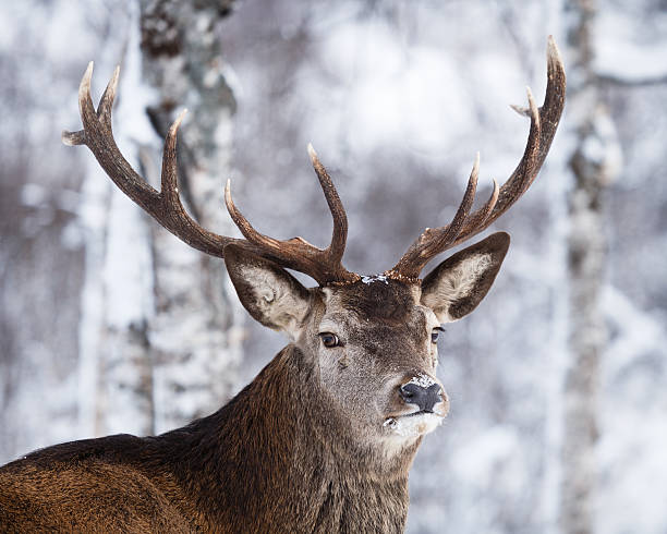 The Reindeer (Rangifur tarandus) In Its Natural Habitat