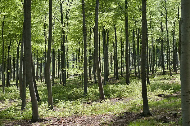 Beech forest on a sonny day in spring