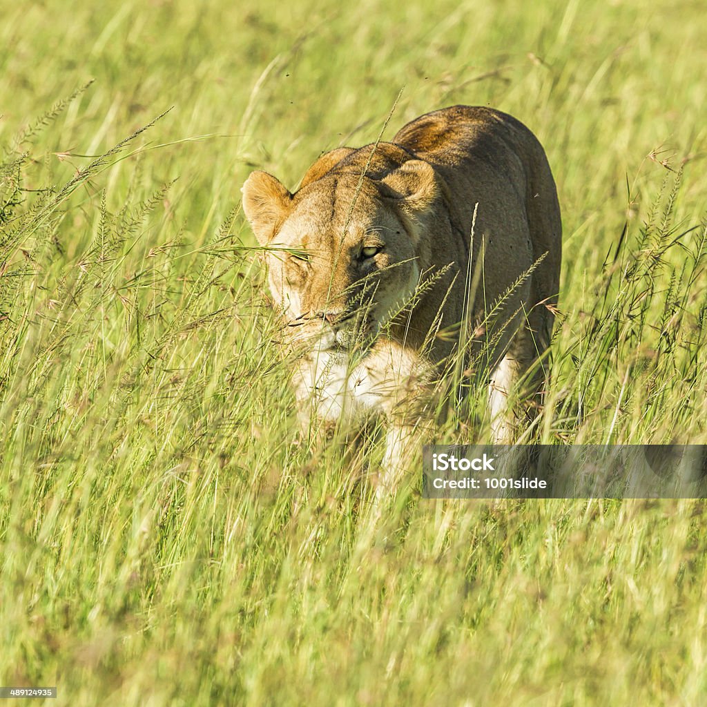 Solo selvaggia Leonessa in piedi all'alba - Foto stock royalty-free di Africa orientale
