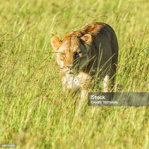 Solo Selvaggia Leonessa In Piedi Allalba - Fotografie stock e altre immagini di Africa orientale - Africa orientale, Aggressione, Allerta