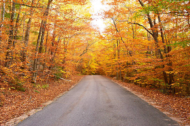 istock Autumn scene with road 489124978