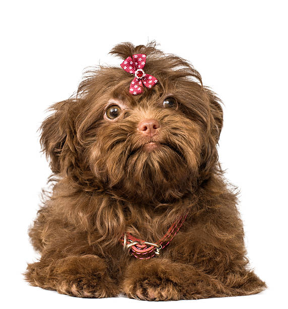 istock Bolonka Zwetna in studio on a neutral background 489125025