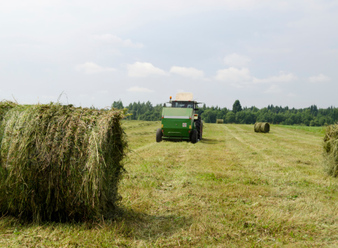 Straw bales and agricultural machine tractor collect gather hay in field near rural village houses.