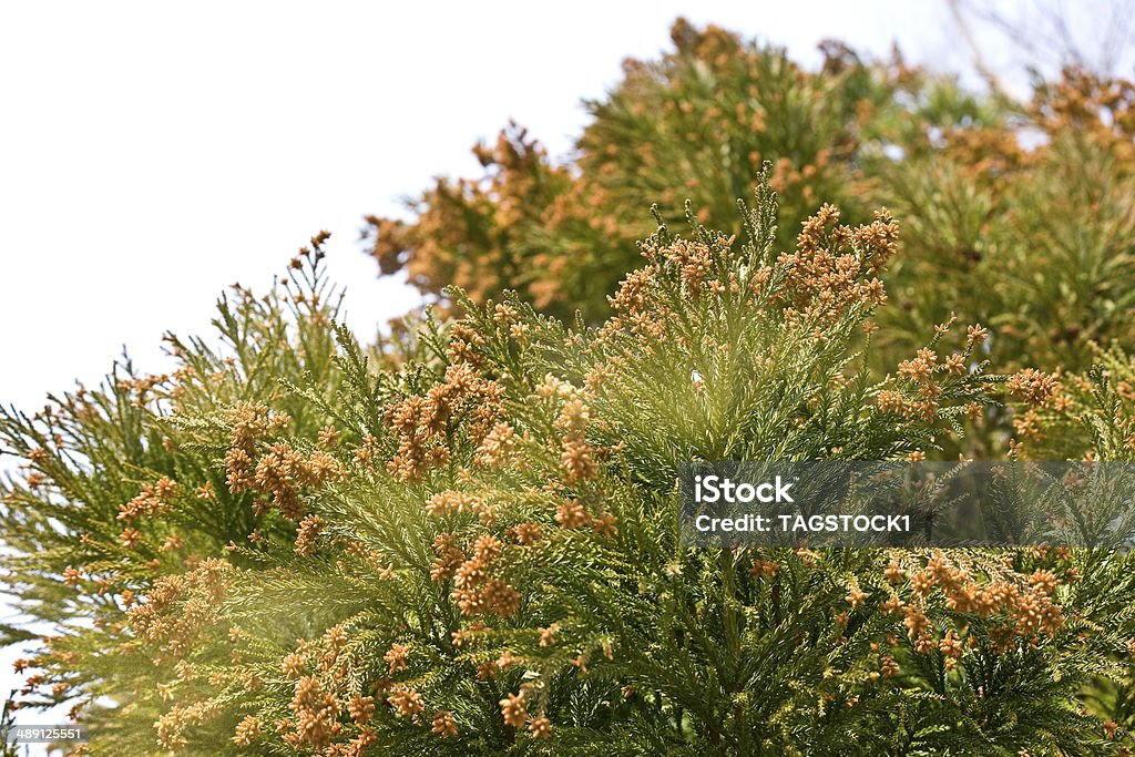 Sanbu-sugi Cedar Sanbu-sugiSanbu-sugi Cedar Allergy Stock Photo