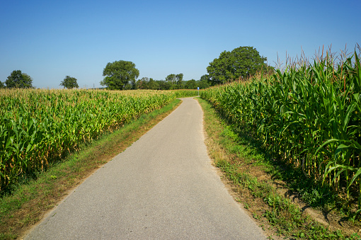empty bcycle path between corn fields near river rhein at rastatt germany