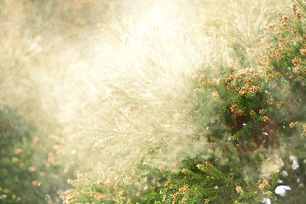 sanbu-sugi cedar - allergy pollen tree hay fever foto e immagini stock