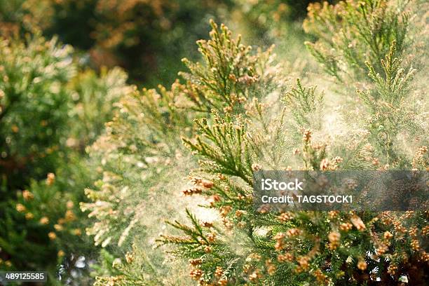 Sanburestaurant Sugi Cedar Stockfoto und mehr Bilder von Pollen - Pollen, Heuschnupfen, Japanische Sicheltanne - Zeder