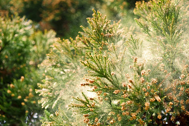 sanbu-sugi, cedar - polen fotografías e imágenes de stock