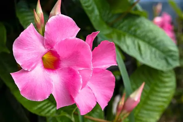 Beautiful Pink Mandevilla in a planter in a formal garden. Selective focus. Nice summer background.