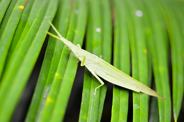 Grasshopper is a leaf-eating insects often live on forest trees. The green color used to camouflage her from predators