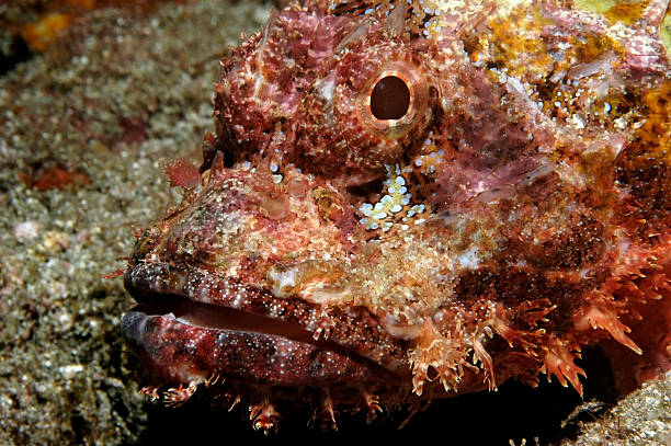 istock SCORPIONFISH / scorpaenopsis papuensis 489139062