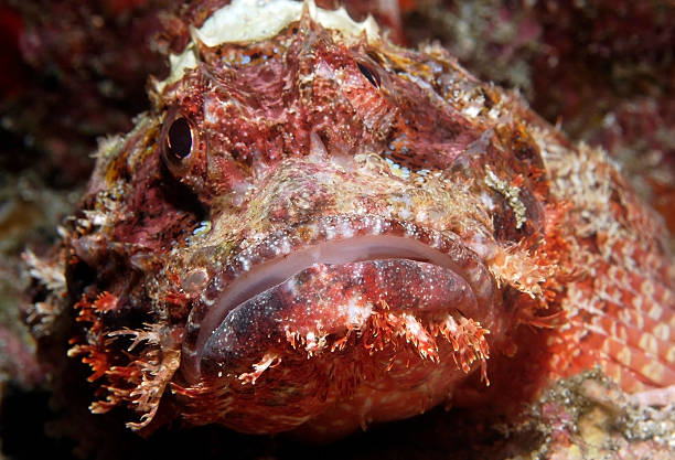 istock SCORPIONFISH/ scorpaenopsis papuensis 489140480