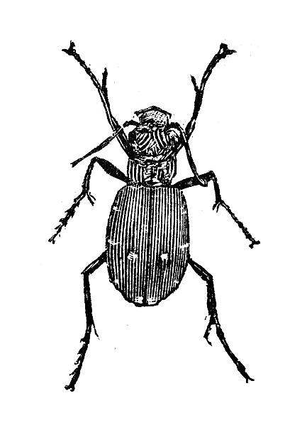 antique illustration of green tiger beetle (cicindela campestris) - 班蝥 幅插畫檔、美工圖案、卡通及圖標
