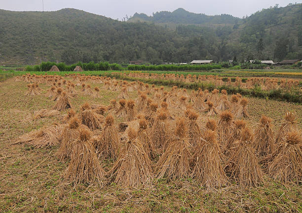 istock View of rice fields after harvest 489141744