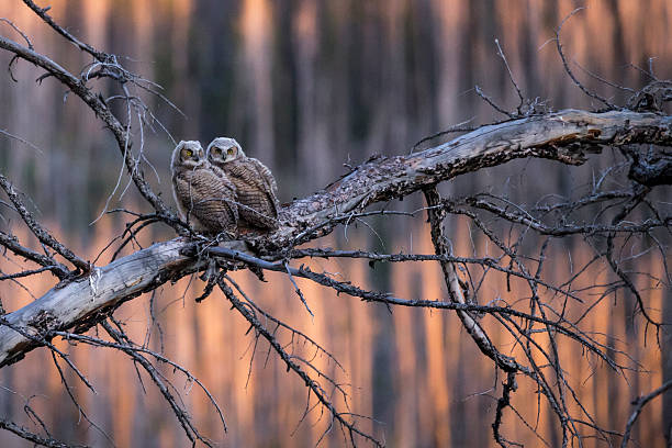 Great horned Owl babies stock photo