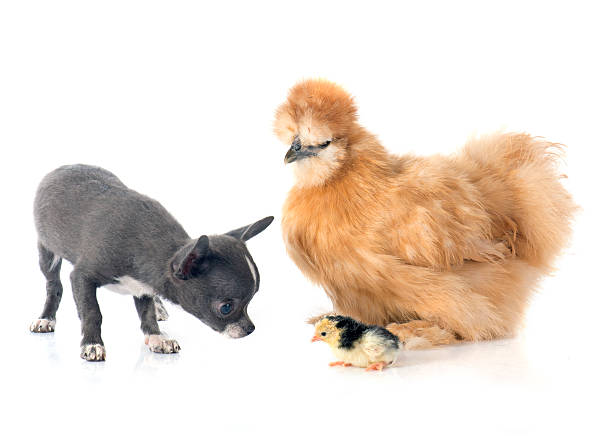 istock silkie chicken and chihuahua 489143708