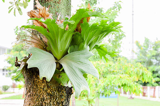 Crown Staghorn, Indian Staghorn Fern on tree Crown Staghorn, Indian Staghorn Fern,Disk Staghorn, Platycerium coronarium (J.G. Koen.ex. Muell) Desv. on tree sponger stock pictures, royalty-free photos & images
