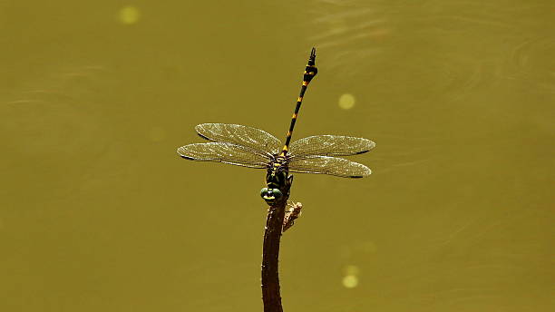istock Tiger Dragonfly Resting on Dried Lotus Stem 489144076