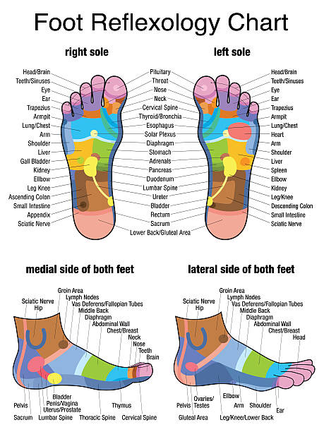 ilustrações de stock, clip art, desenhos animados e ícones de reflexologia pé plantar perfil único - reflexology pedicure massaging human foot