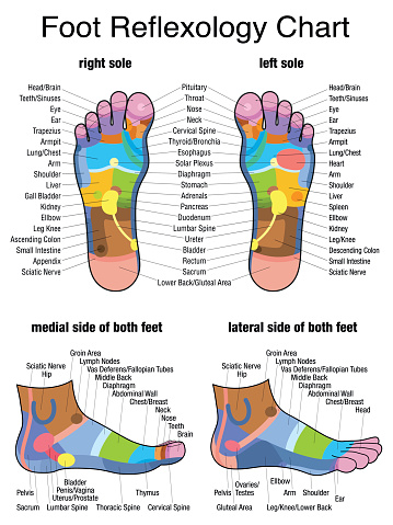 Reflex zones of the feet - soles and side views - accurate description of the corresponding internal organs and body parts. Isolated vector illustration on white background.