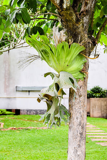 Crown Staghorn, Indian Staghorn Fern on tree Crown Staghorn, Indian Staghorn Fern,Disk Staghorn, Platycerium coronarium (J.G. Koen.ex. Muell) Desv. on tree sponger stock pictures, royalty-free photos & images