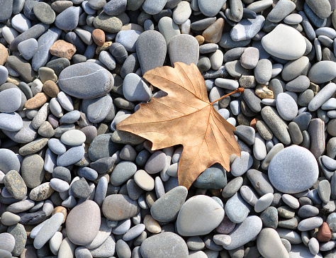 Autumn Maple Leaf on Stone Cobbles of the Sea Beach