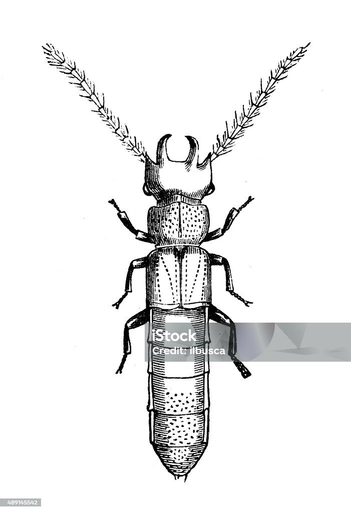Antique illustration of four-horned rove beetle (Siagonium quadricorne) Antique illustration of the four-horned rove beetle or four horned rove beetle (Siagonium quadricorne), a rove beetle of Coleoptera, Staphylinidae 19th Century Style stock illustration
