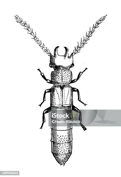 Antique Illustration Of Fourhorned Rove Beetle Stock Illustration - Download Image Now