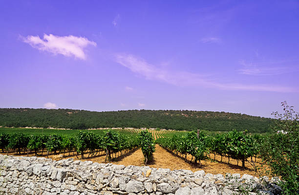 vigneto crescita con muro in pietra della puglia. - lo foto e immagini stock