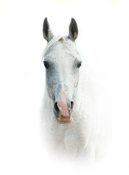 istock White arabian horse over a white background 489147286