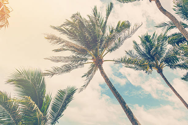 istock coconut palm tree on beach of vintage style 489147410