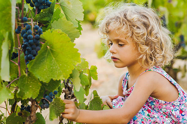 istock Young girl picking grapes 489147480