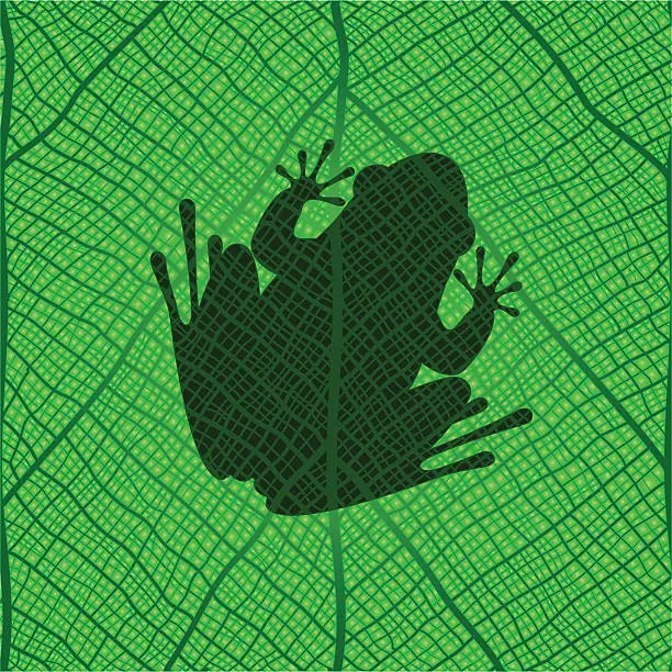 Vector illustration of frog on a leaf