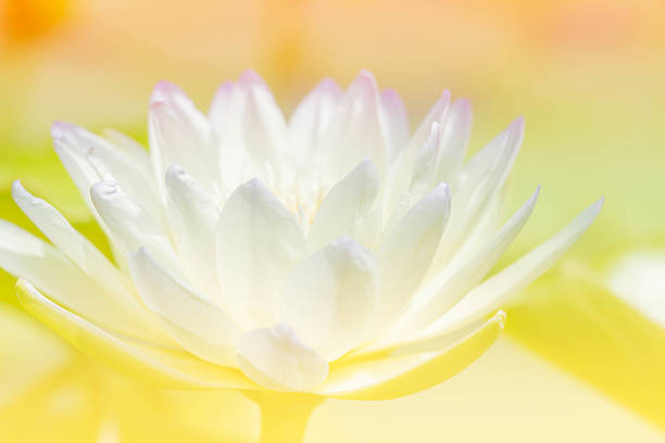 istock Lotus flower blur and soft background 489150450