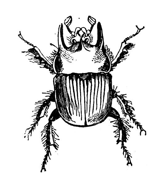 istock Antique illustration of common typhoeus or Minotaur beetle (Typhaeus typhoeus) 489150748