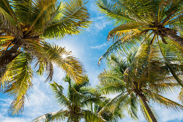istock palms, sky and sun in Florida 489151140