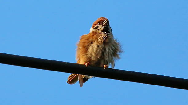 евразийская дерево sparrow кабеля в состоянии покоя - tree sparrow стоковые фото и изображения